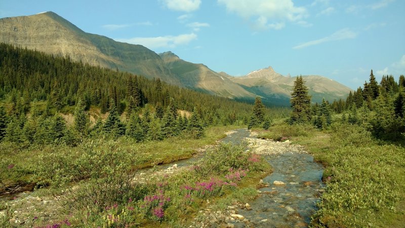 Pobokton Creek near the Poboktan Pass/Jonas Pass trail junction, on a perfect July morning. Looking northwest.