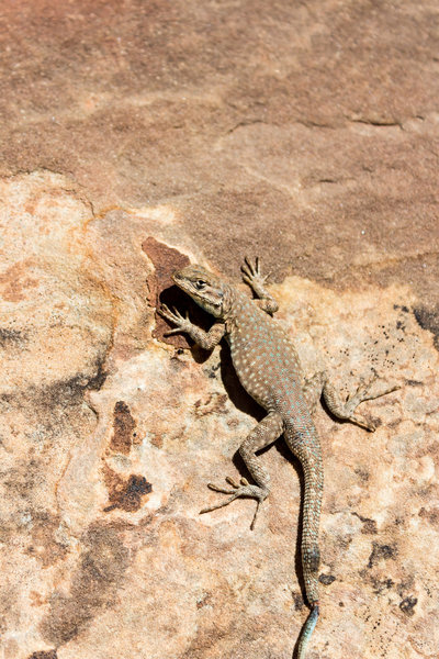 Common Sagebrush Lizard