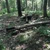 Fire pit at Pine Run Shelter (Baker Trail)