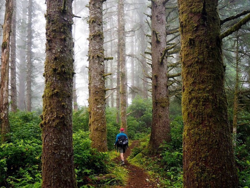 Tall trees along the Threemile Lake Trail.