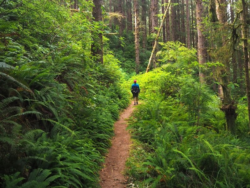 Thick fern gardens line the Threemile Lake Trail.