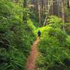 Thick fern gardens line the Threemile Lake Trail.