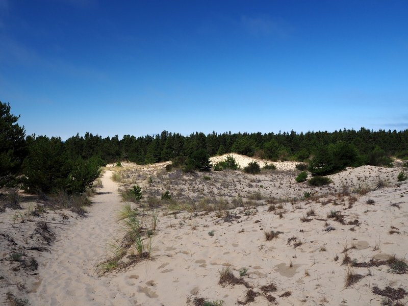 Between the sand and the forest