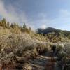 Passing through the buckbrush in winter