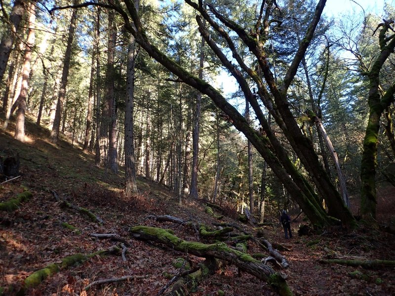 Hiking under the over-arching forest