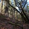 Hiking under the over-arching forest