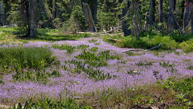 Wildflowers near a meadow.