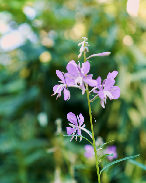 Just a little trailside blossom