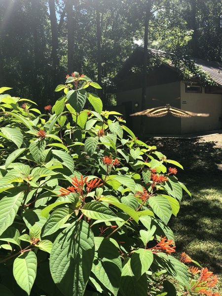 Butterfly by the Nature center