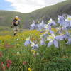 Columbines on Bowen Pass.