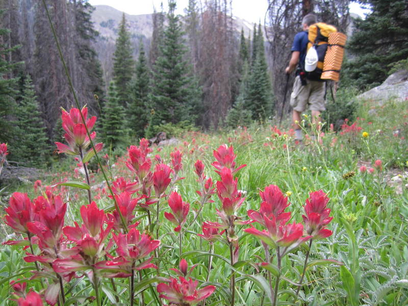 Indian paintbrush along the Bowen Gulch Trail.