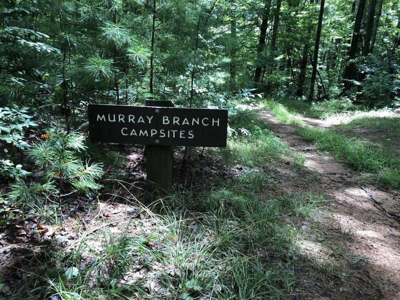Murray Branch Campsites
