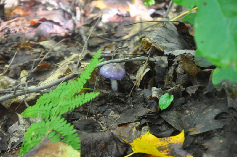 Cortinarius iodes which looks better than it tastes.