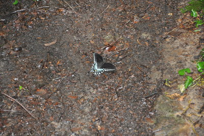 Spicebush Swallowtail on the trail.