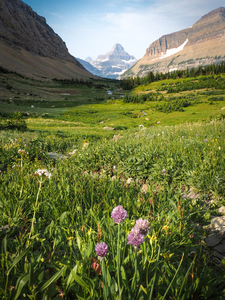 Beautiful wildflowers looking out towards the renowned Montana mountains. In valley below Siyeh Pass.