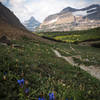 Indigo-colored flowers moving softly in the wind as strom rolls in. Siyeh Pass Trail to the right, ridge of Mahtapi Peak to the left.