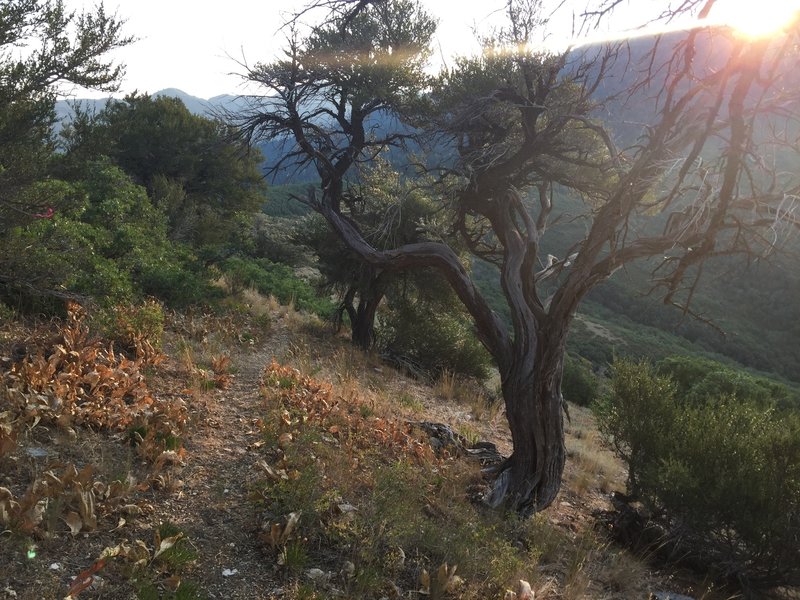 A pretty Juniper tree on the final stretch.