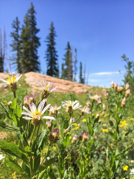 In bloom