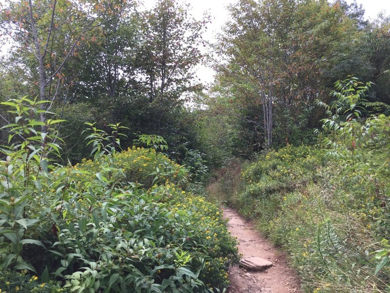 Trail through wildflowers