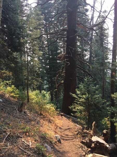 The remnants of a very, very old tree, long since dead. It's much wider at the base than any other tree around.