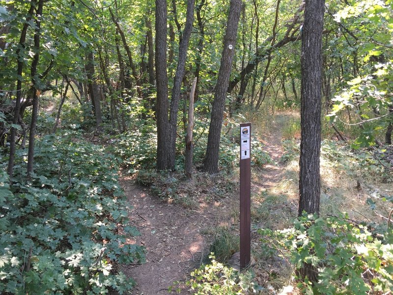 Mind the warning here about taking the right fork on Indian Annie Trail. It gets very steep and a bit exposed and washed out at times. I like coming up that trail, but not going down it.