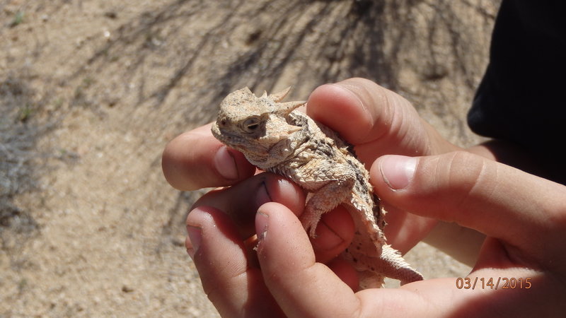 Little desert horned lizard friend (yes, we put him back right where we found him).