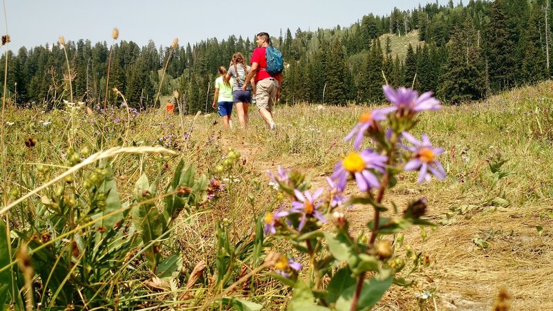 One of the many meadows, unusually dry this year, the blooms were not as full as normal.