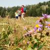 One of the many meadows, unusually dry this year, the blooms were not as full as normal.