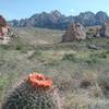 View of the Organ Mountains and barrel cactus in bloom