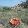 View of the Cave Rocks and barrel cactus in bloom.