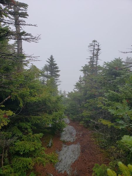 A spur trail looking east off a nearby summit