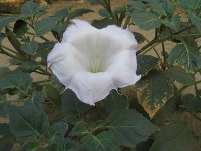 Devil's Trumpet are common throughout these hills.