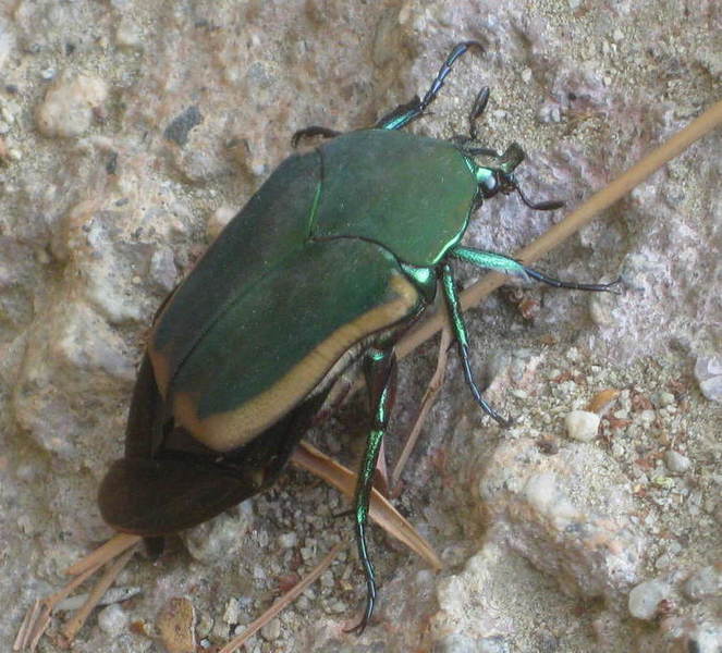 Green June Beetle