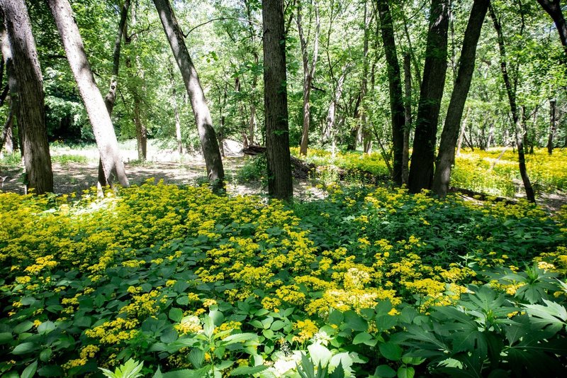 Fields of flowers near Davis Ferry