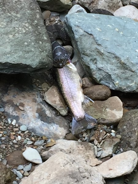 North Fork Moorman's River Trail, saw this guy having a snack, he wouldn't share