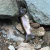 North Fork Moorman's River Trail, saw this guy having a snack, he wouldn't share