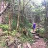 Small bridge on trail