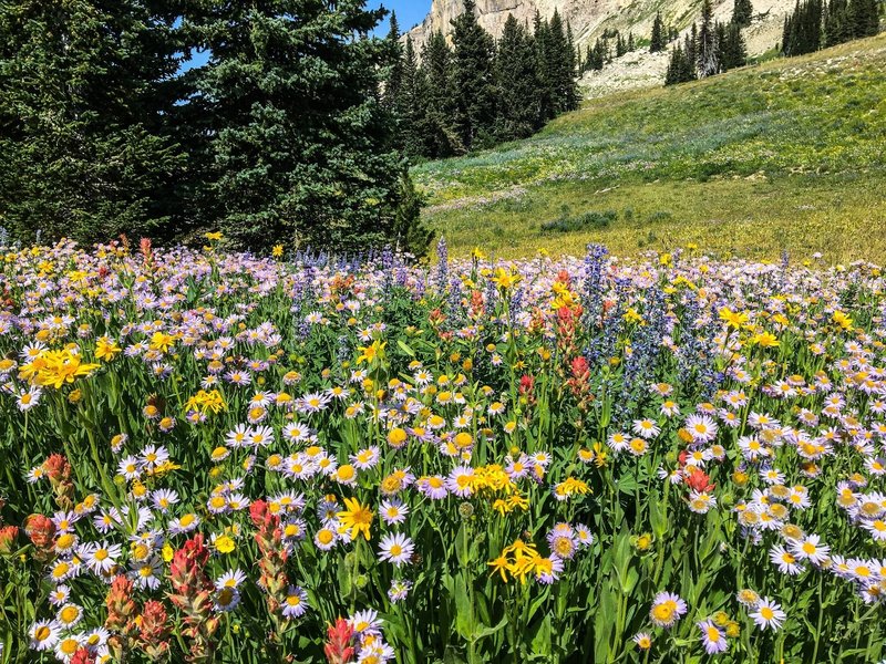 So much wildflower diversity!