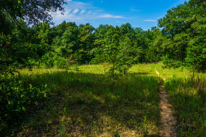 A small meadow provides a short reprieve from this forest canopy.