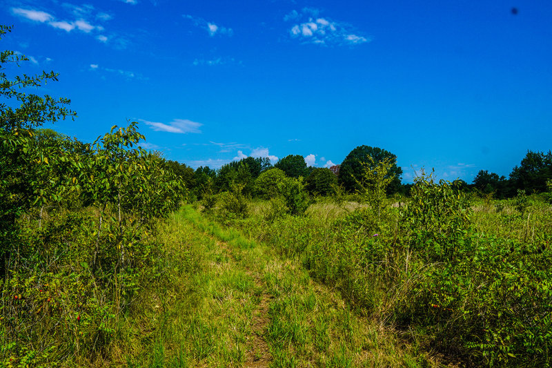 A large field that opens up on the Dry Route provides a good vantage point in the otherwise forested grassland.