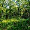 The trail can become very overgrown and hard to follow at certain times of the year as foliage covers the forest floor.