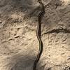 Garter Snake on Mount Lola Trail