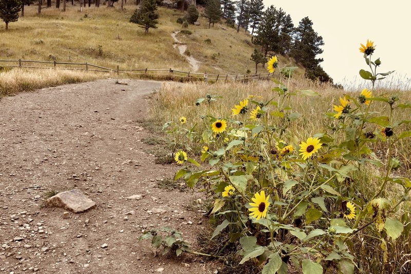 Wild sunflowers along the trail. Adding some beauty to my day.