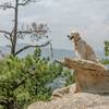 My dog sitting on a cool rock formation.