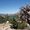 ancient tree overlooking Fremont Lake