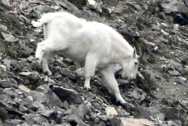 Mt Goat seen from small lake near top of trail, note this goat was at least 400 yards or more, just below ridgeline, feeding, only one spotted, recommend binoculars for the hike so you can look for goats, shot with Nikon D900 at bear 2000X hand held