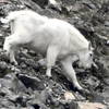 Mt Goat seen from small lake near top of trail, note this goat was at least 400 yards or more, just below ridgeline, feeding, only one spotted, recommend binoculars for the hike so you can look for goats, shot with Nikon D900 at bear 2000X hand held