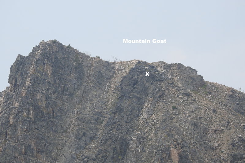 Mt Goat just below ridge and just above the X. This is view with no magnification from glacial lake at head of the trail, slowly feeding along the mountain for at least 20 minutes.