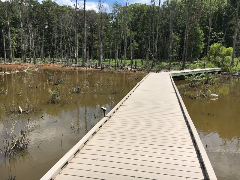 Blue heron on the left of the boardwalk, crane fishing on the right!