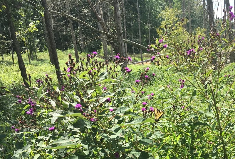 One of many butterflies perusing the wildflowers beside the wetlands